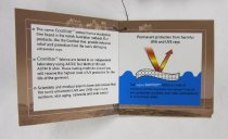 Hooded One-Piece Swimsuit